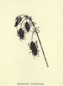 Bluebottlia Buzztilentia by Edward Lear